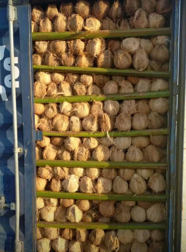 CoconutTropica